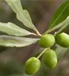 Olivenbaum - Olea europaea CAC - Formgehölze