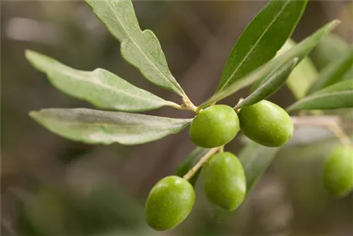 Olivenbaum - Olea europaea CAC - Mediterranes
