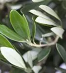 Olivenbaum - Olea europaea CAC - Mediterranes