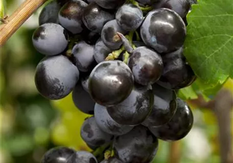 Vitis vinifera - Weintraube