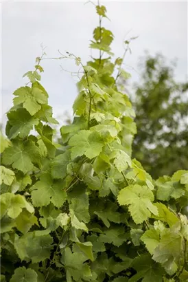 Weintraube - Vitis vinifera