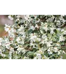 Burkwoods Duftblüte - Osmanthus burkwoodii - Formgehölze