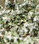 Burkwoods Duftblüte - Osmanthus burkwoodii - Formgehölze