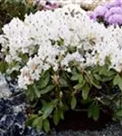 Rhododendron-Hybride 'Madame Masson' - Rhododendron Hybr.'Madame Masson' II