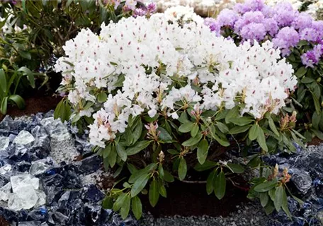 Rhododendron Hybr.'Madame Masson' II - Rhododendron-Hybride 'Madame Masson'