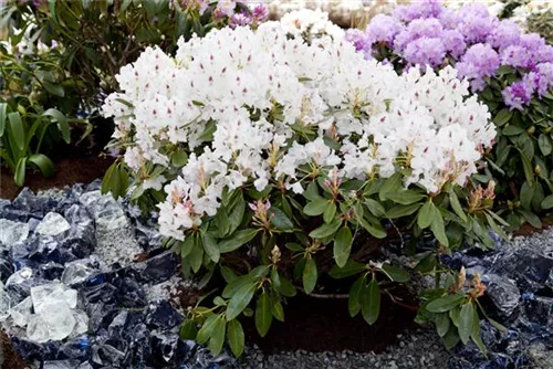 Rhododendron-Hybride 'Madame Masson' - Rhododendron Hybr.'Madame Masson' II