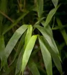 Pfeilbambus - Pseudosasa japonica