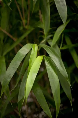 Pfeilbambus - Pseudosasa japonica