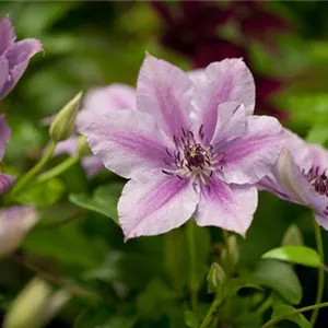 Clematis &#39;Nelly Moser&#39;