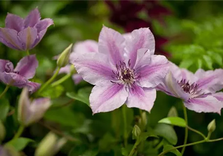 Clematis 'Nelly Moser' - Waldrebe 'Nelly Moser'