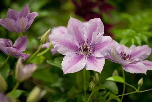 Waldrebe 'Nelly Moser' - Clematis 'Nelly Moser'
