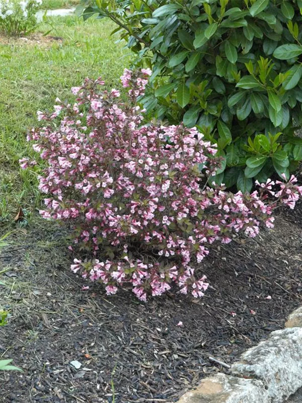Weigela florida 'Nana Purpurea', Rotblättrige ZwergWeigelie 'Nana