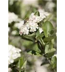 Kahle Apfelbeere - Aronia melanocarpa