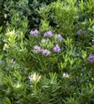 Rhododendron ponticum - Rhododendron ponticum