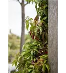 Wilder Wein - Parthenocissus quinquefolia