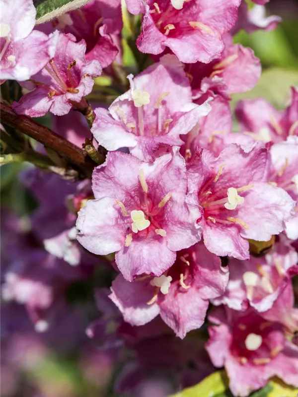 Weigela florida 'Nana Variegata', Buntblättr.Weigelie Semper Verde