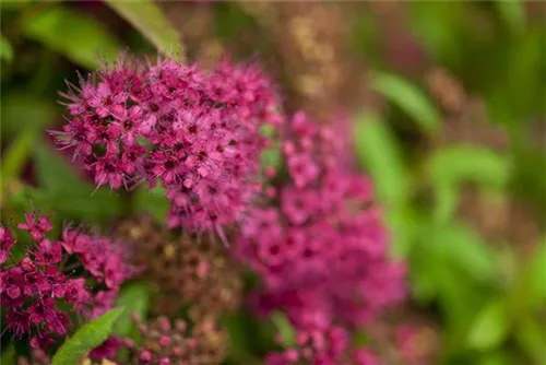 Rote Sommerspiere - Spiraea japonica 'Anthony Waterer'