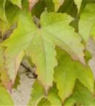 Dreilappige Jungfernrebe 'Green Spring' - Parthenocissus tric.'Green Spring'