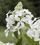 Rispenhortensie 'Kyushu' - Hydrangea paniculata 'Kyushu'