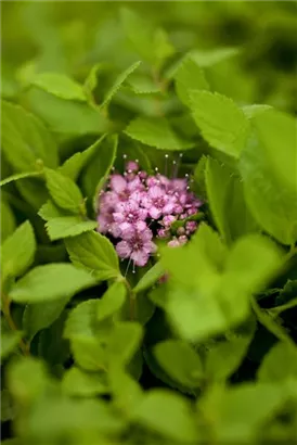 Rosa Zwergspiere - Spiraea japonica 'Little Princess'