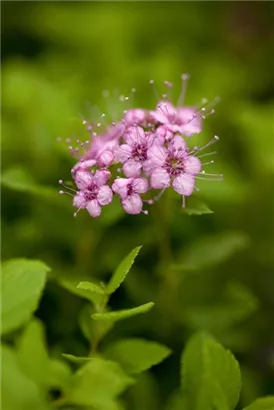 Rosa Zwergspiere - Spiraea japonica 'Little Princess'