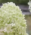 Rispenhortensie 'Limelight' -S- - Hydrangea paniculata 'Limelight' -S-