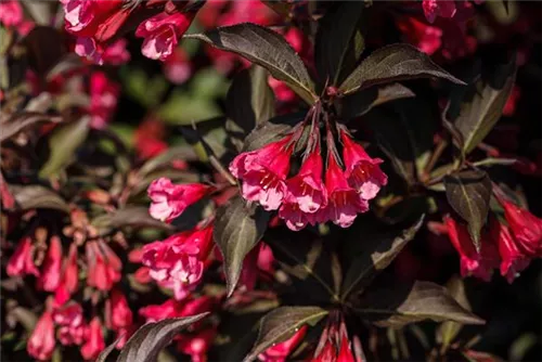 Weigela florida 'Victoria', Weigelie 'Victoria' Semper Verde