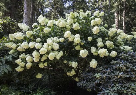 Hydrangea paniculata 'Phantom' - Rispenhortensie 'Phantom'
