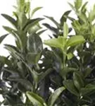 Immergrüne Japanspindel - Euonymus japonicus - Mediterranes