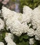 Rispenhortensie - Hydrangea paniculata 'Silver Dollar'