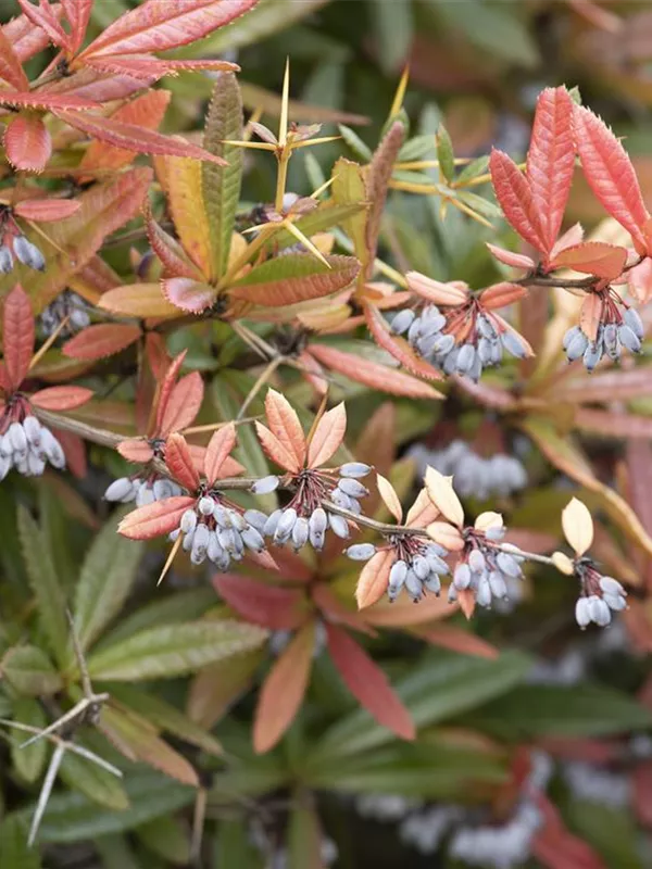 Berberis julianae, Großblättrige Berberitze Semper Verde