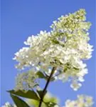 Rispenhortensie 'Tardiva' - Hydrangea paniculata 'Tardiva'
