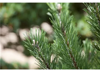 Pinus mugo 'Gnom' - Bonsai