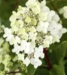 Rispenhortensie 'Vanille Fraise' -R- - Hydrangea paniculata 'Vanille-Fraise' -R-