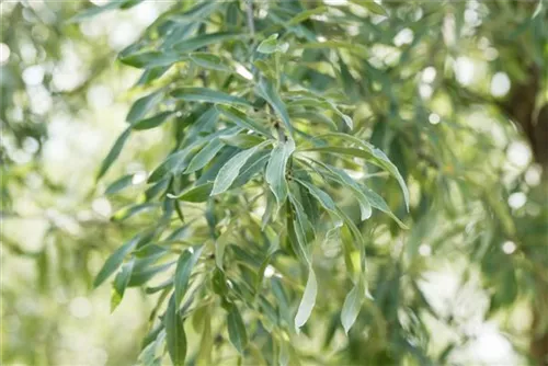 Pyrus salicifolia 'Pendula' CAC, Hängende Wildbirne Semper Verde