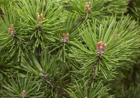Pinus mugo 'Mops' - Kugel-Kiefer 'Mops'
