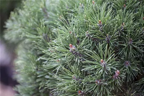 Kugel-Kiefer 'Mops' - Pinus mugo 'Mops'