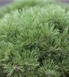 Kugel-Kiefer 'Mops' - Pinus mugo 'Mops'