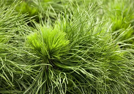 Pinus mugo 'Varella' - Berg-Kiefer 'Varella'