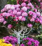 Yaku-Rhododendron 'Arabella' - Rhododendron yak.'Arabella' I
