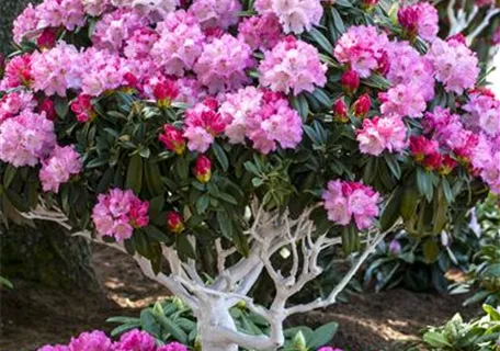 Rhododendron yak.'Arabella' I - Yaku-Rhododendron 'Arabella'