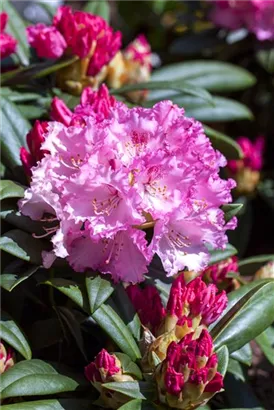 Yaku-Rhododendron 'Arabella' - Rhododendron yak.'Arabella' I