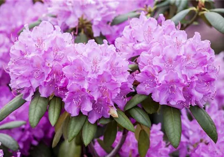 Rhododendron Hybr.'Roseum Elegans' I - Rhododendron-Hybride 'Roseum Elegans'