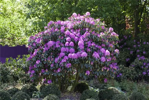 Rhododendron-Hybride 'Roseum Elegans' - Rhododendron Hybr.'Roseum Elegans' I