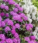 Rhododendron-Hybride 'Roseum Elegans' - Rhododendron Hybr.'Roseum Elegans' I