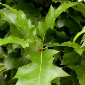 Quercus palustris &#39;Green Dwarf&#39;