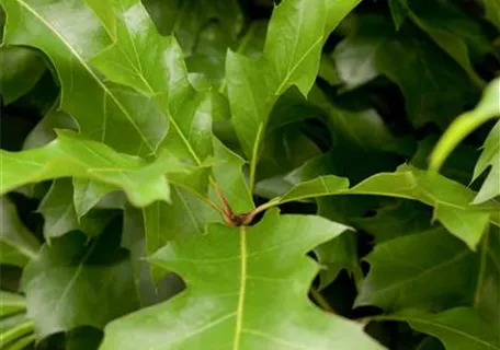 Quercus palustris 'Green Dwarf' - Sumpf-Eiche 'Green Dwarf'