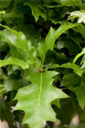 Sumpf-Eiche 'Green Dwarf' - Quercus palustris 'Green Dwarf'