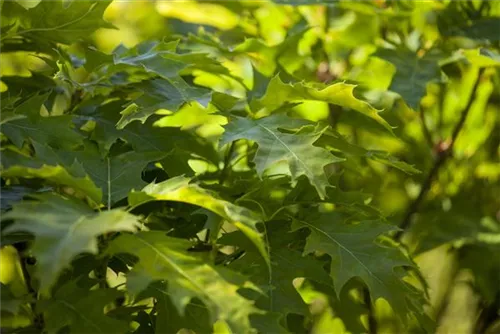 Sumpf-Eiche 'Green Dwarf' - Quercus palustris 'Green Dwarf'