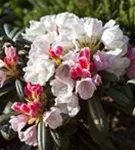Yaku-Rhododendron 'Edelweiß' - Rhododendron yak.'Edelweiß' II